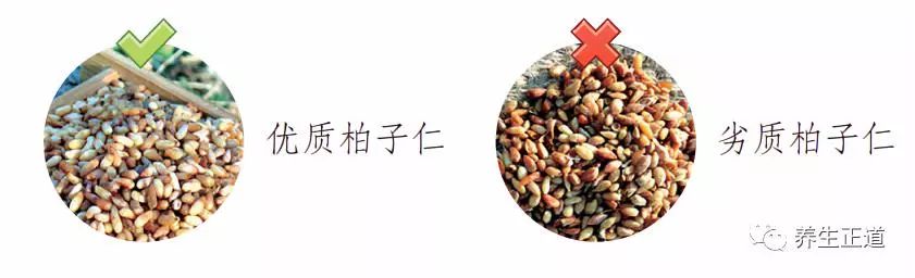 每天认识一味中药——柏子仁