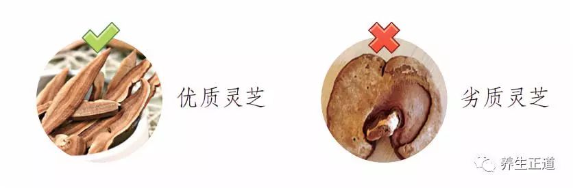 每天认识一味药——灵芝