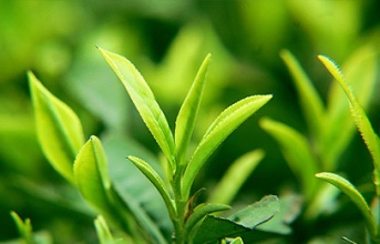 绿茶可缓解老年人抑郁症