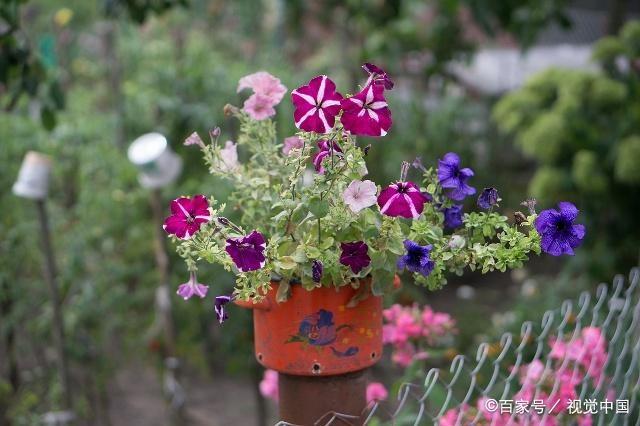 老人养花要注意什么？这几种花可以提升生活质量还能调节身心健康