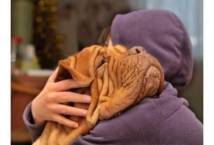 美国研究表明狗狗的陪伴有益老人身心健康