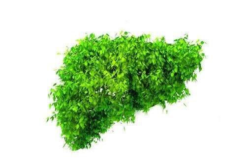 肝的亚健康不可不知，看后一定要分享给家人「一」