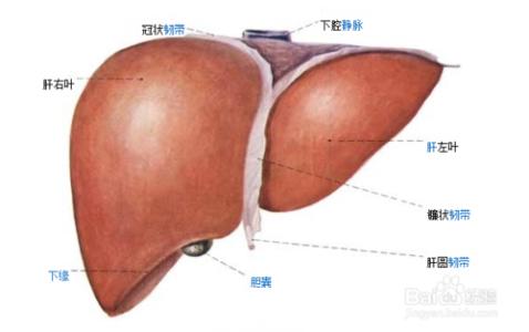 轻度脂肪肝多吃这些食物能改善