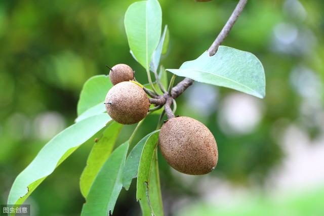 此果能润肺止咳，富含多种微量元素和氨基酸，经常吃有益人体健康