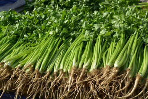 得了高血压后，长期吃芹菜能降血压？看看医生是怎么解释的