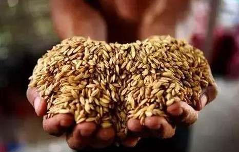 药疗不如食疗，五谷养生大揭秘！