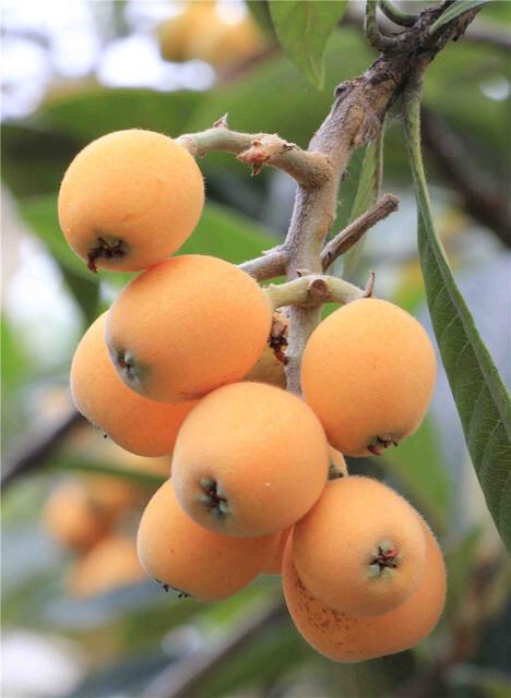 枇杷有什么功效？