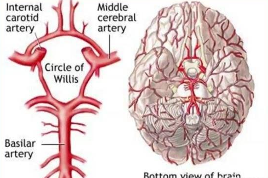 颈动脉一旦被堵，人体哪个部位反应最强烈？