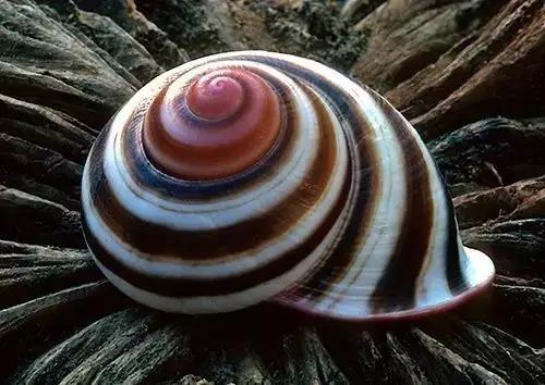 五彩斑斓的海上之花，有没有去看看大海的冲动？