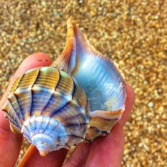 五彩斑斓的海上之花，有没有去看看大海的冲动？