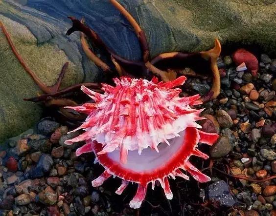 五彩斑斓的海上之花，有没有去看看大海的冲动？