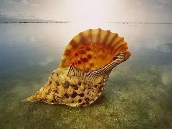 五彩斑斓的海上之花，有没有去看看大海的冲动？