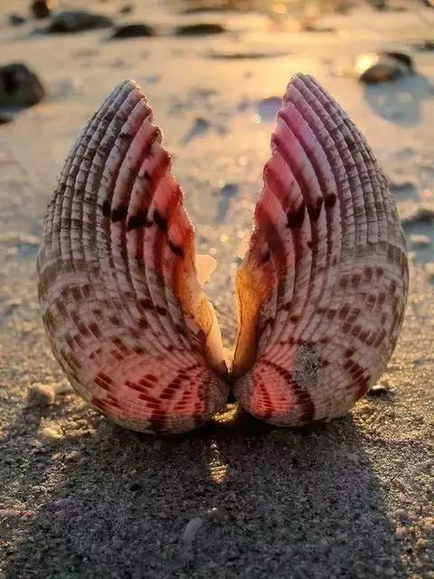 五彩斑斓的海上之花，有没有去看看大海的冲动？