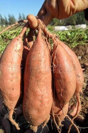 红薯被称为“抗癌之王”，你平时是怎么食用的？如何食用功效最好？