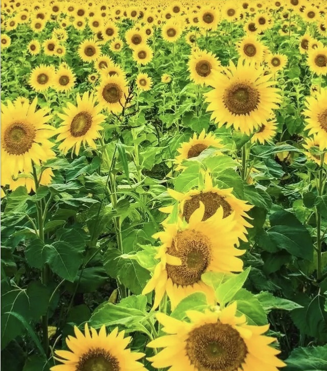 为什么有的人活到50就没了，而有的人90岁了还很建康？