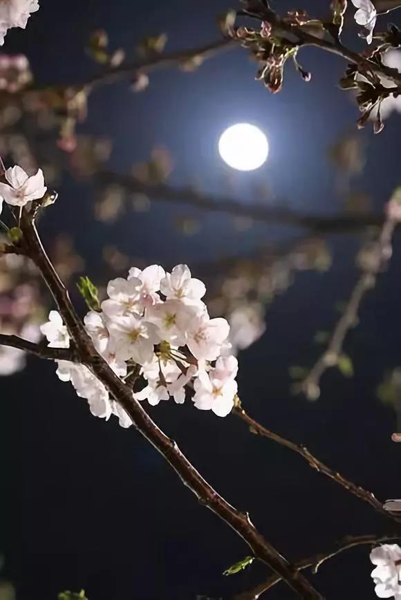 端午节到了，送你一组美图，但愿月圆人更团圆