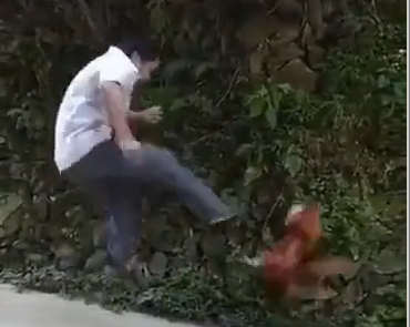 小视频 / 动物当自强